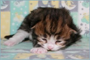 Male Siberian Kitten from Deedlebug Siberians